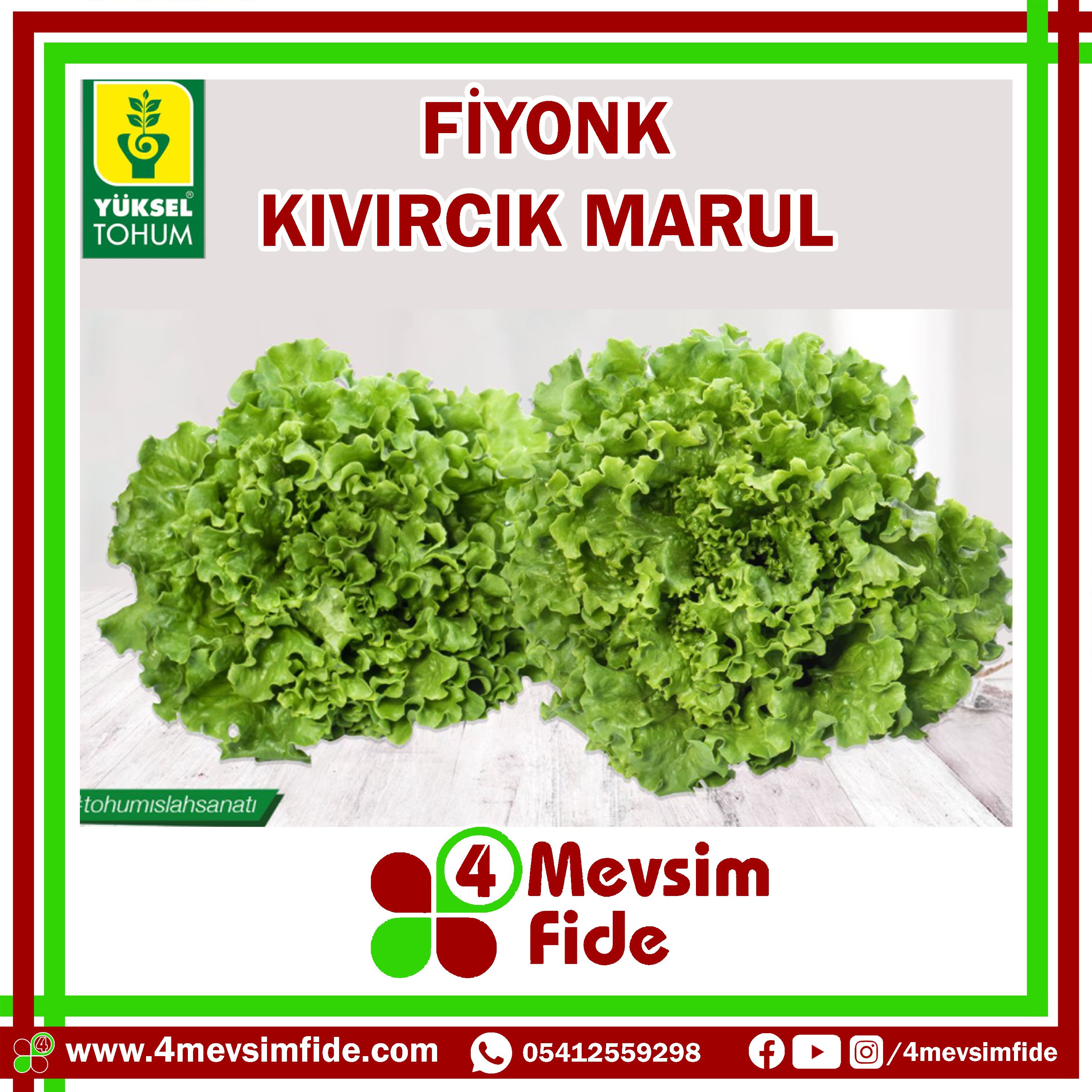 Fiyonk F1 Kıvırcık Marul Fidesi